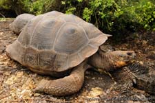 Galpagos giant tortoise - Tartaruga gigante delle Galpagos, Chelonoidis nigra