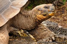 Galpagos giant tortoise - Tartaruga gigante delle Galpagos, Chelonoidis nigra
