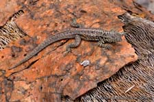 Lava lizard - Lucertola, Tropidurus