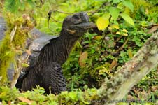 Galpagos giant tortoise - Tartaruga gigante delle Galpagos, Chelonoidis nigra