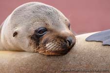 Sea lion - Leone marino, Zalophus wollebaeki