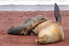 Sea lion - Leone marino, Zalophus wollebaeki