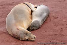 Sea lion - Leone marino, Zalophus wollebaeki