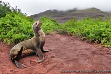 Sea lion - Leone marino, Zalophus wollebaeki