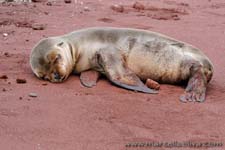 Sea lion - Leone marino, Zalophus wollebaeki