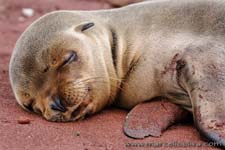 Sea lion - Leone marino, Zalophus wollebaeki