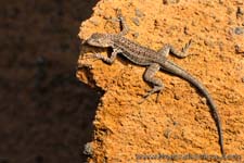 Lava lizard - Lucertola, Tropidurus