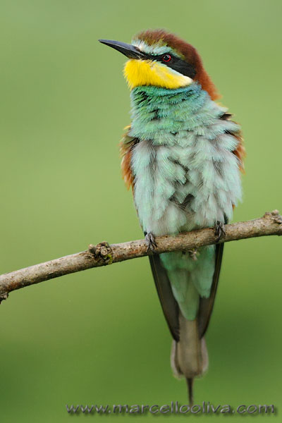 Gruccione,Merops apiaster,European Bee-eater