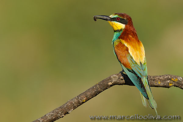 Gruccione,Merops apiaster,European Bee-eater