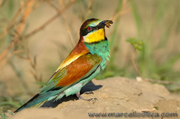 Gruccione,Merops apiaster,European Bee-eater