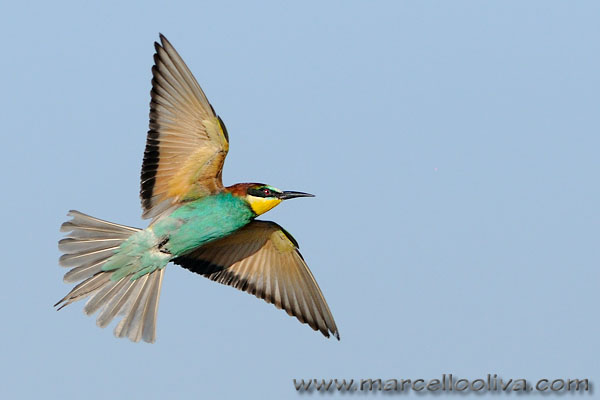 Gruccione,Merops apiaster,European Bee-eater