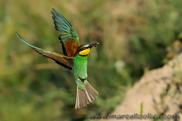 Gruccione,Merops apiaster,European Bee-eater