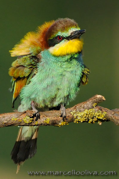 Gruccione,Merops apiaster,European Bee-eater