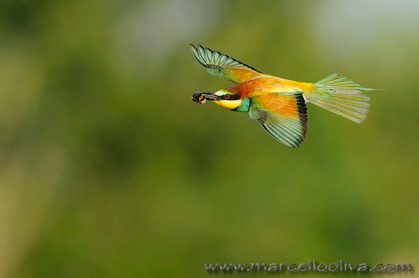 Gruccione,Merops apiaster,European Bee-eater