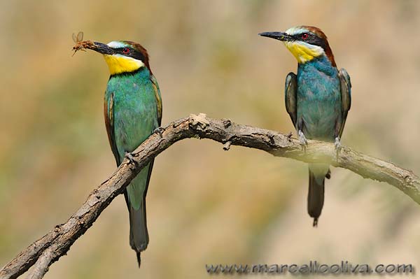 Gruccione,Merops apiaster,European Bee-eater