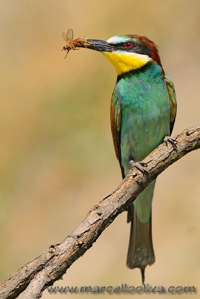 Gruccione,Merops apiaster,European Bee-eater