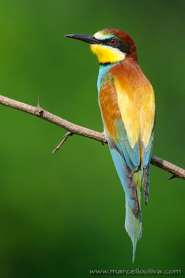 Gruccione,Merops apiaster,European Bee-eater