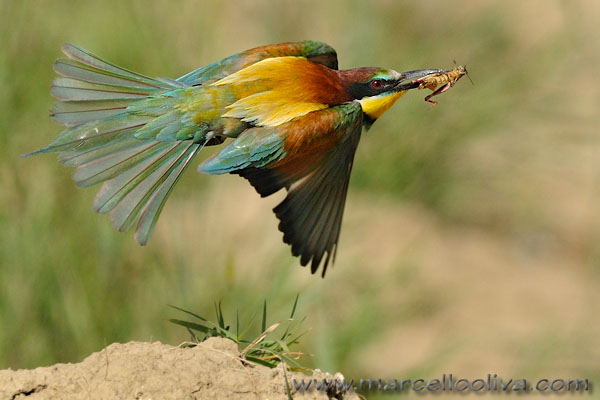 Gruccione,Merops apiaster,European Bee-eater