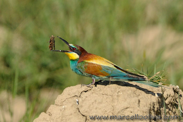 Gruccione,Merops apiaster,European Bee-eater