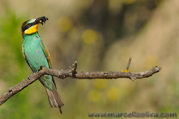 Gruccione,Merops apiaster,European Bee-eater