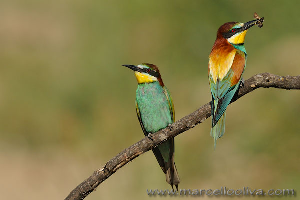 Gruccione,Merops apiaster,European Bee-eater