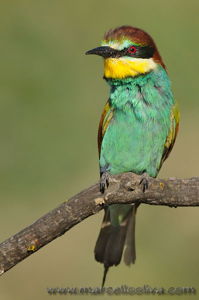 Gruccione,Merops apiaster,European Bee-eater