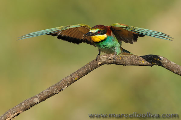 Gruccione,Merops apiaster,European Bee-eater