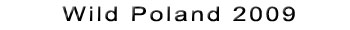 poland polonia