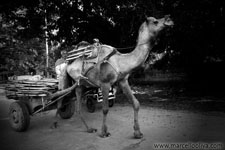 Indian Lifestyle