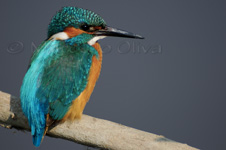 King fisher, Martin Pescatore - Alcedo atthis