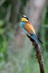 European Bee-eater, Gruccione - Merops apiaster