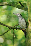 Eurasian Green Woodpecker, Picchio verde - Picus viridis 