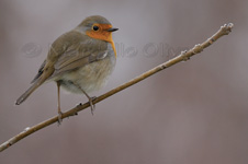 European Robin, Pettirosso - Erithacus rubecula 