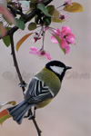 Great Tit, Cinciallegra - Parus major