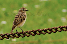 Whinchat, Stiaccino - Saxicola rubetra