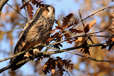 Long-eared Owl, Gufo comune - Asio otus