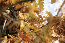 Long-eared Owl, Gufo comune - Asio otus