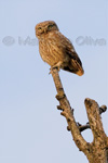 Little Owl, Civetta - Athene noctua