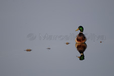 Mallard, Germano reale - Anas platyrhynchos