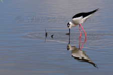 Black-winged Stilt, Cavaliere d'Italia - Himantopus himantopus 