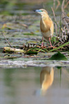 Squacco Heron, Sgarza ciuffetto - Ardeola ralloides 