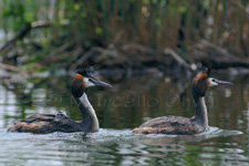 Great Crested Grebe, Svasso Maggiore - Podiceps cristatus