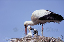 White Stork, Cicogna - Ciconia ciconia
