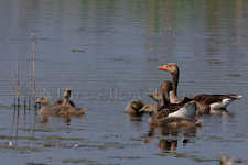 Greylag Goose, Oca selvatica - Anser anser