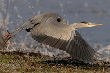 Grey Heron, Airone cenerino - Ardea cinerea