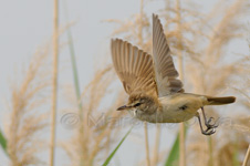 Great Reed Warbler, Cannareccione - Acrocephalus arundinaceus