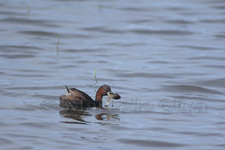 Little Grebe, Tuffetto - Tachybaptus ruficollis