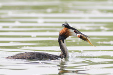 Great Crested Grebe, Svasso Maggiore - Podiceps cristatus