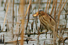 Little Bittern, Tarabusino - Ixobrychus minutus