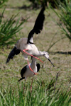 Black-winged Stilt, Cavaliere d'Italia - Himantopus himantopus